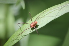 Leiobunum calcar