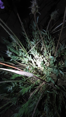 Image of Bessey's Locoweed (Oxytropis besseyi) by no rights reserved