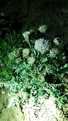 Chaenactis douglasii