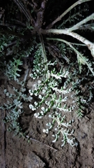 Chaenactis douglasii