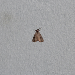 Herminodes concatenalis