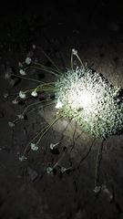 Eriogonum ovalifolium