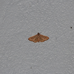 Polygrammodes eleuata