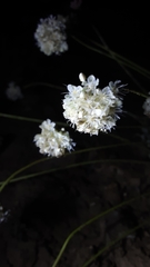 Eriogonum ovalifolium