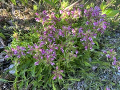 Pedicularis sudetica