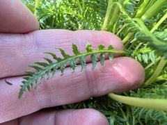Pedicularis sudetica
