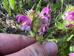 Pedicularis sudetica