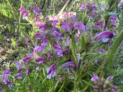 Pedicularis sudetica
