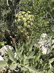 Angelica scabrida