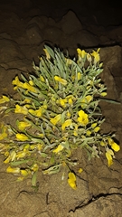 Physaria spatulata