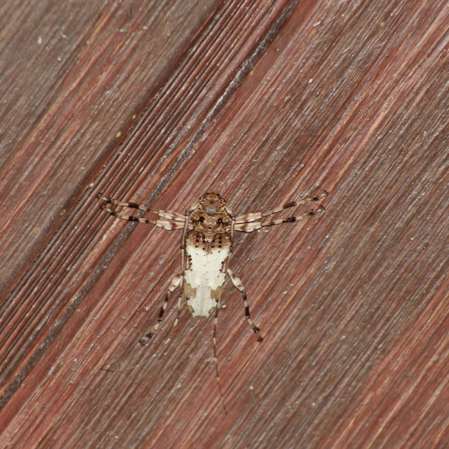 Oreodera jacquieri