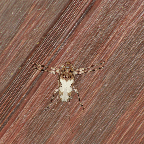 Oreodera jacquieri