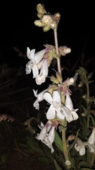 Penstemon albidus
