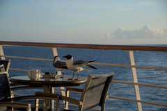 Leucophaeus atricilla