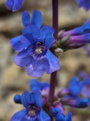 Penstemon mucronatus