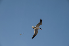 Leucophaeus atricilla