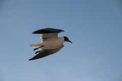 Leucophaeus atricilla