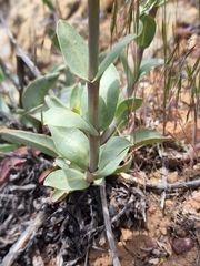 Penstemon mucronatus