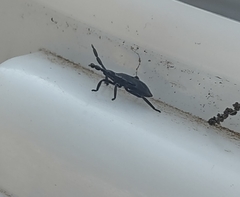 Heteroptera
