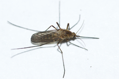Aedes communis