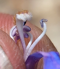 Penstemon mucronatus