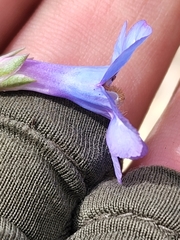 Penstemon mucronatus