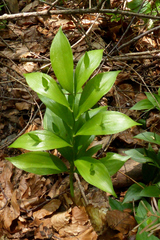 Ruscus hypoglossum