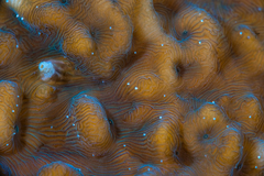 Leptoseris incrustans