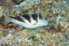 Canthigaster coronata