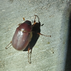 Phyllophaga crassissima