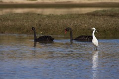 Egretta garzetta nigripes