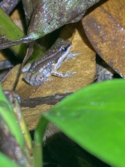 Mannophryne trinitatis