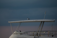 Leucophaeus atricilla