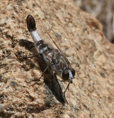 Apiocera