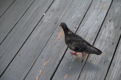 Columba livia domestica