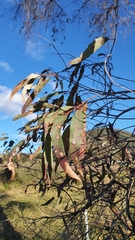Angophora floribunda