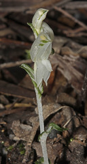 Pterostylis tunstallii