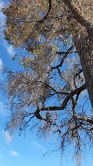 Angophora floribunda