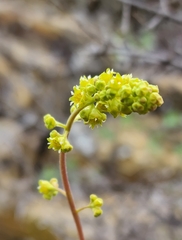 Heuchera parvifolia