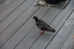Columba livia domestica
