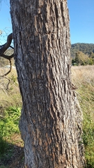Angophora floribunda