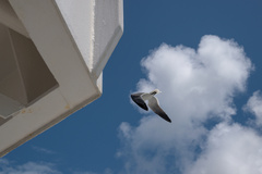 Leucophaeus atricilla