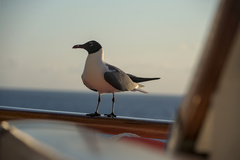 Leucophaeus atricilla