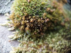 Orthotrichum pulchellum