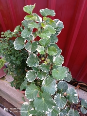 Polyscias balfouriana