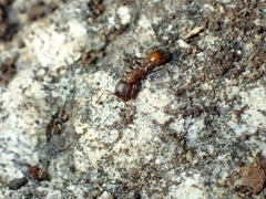 Temnothorax caguatan