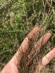 Eleocharis tenuis verrucosa