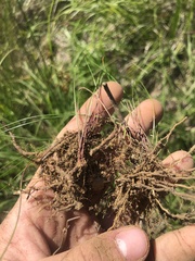 Eleocharis tenuis verrucosa