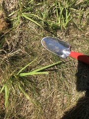 Eleocharis tenuis verrucosa