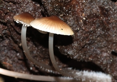 Mycena carmeliana